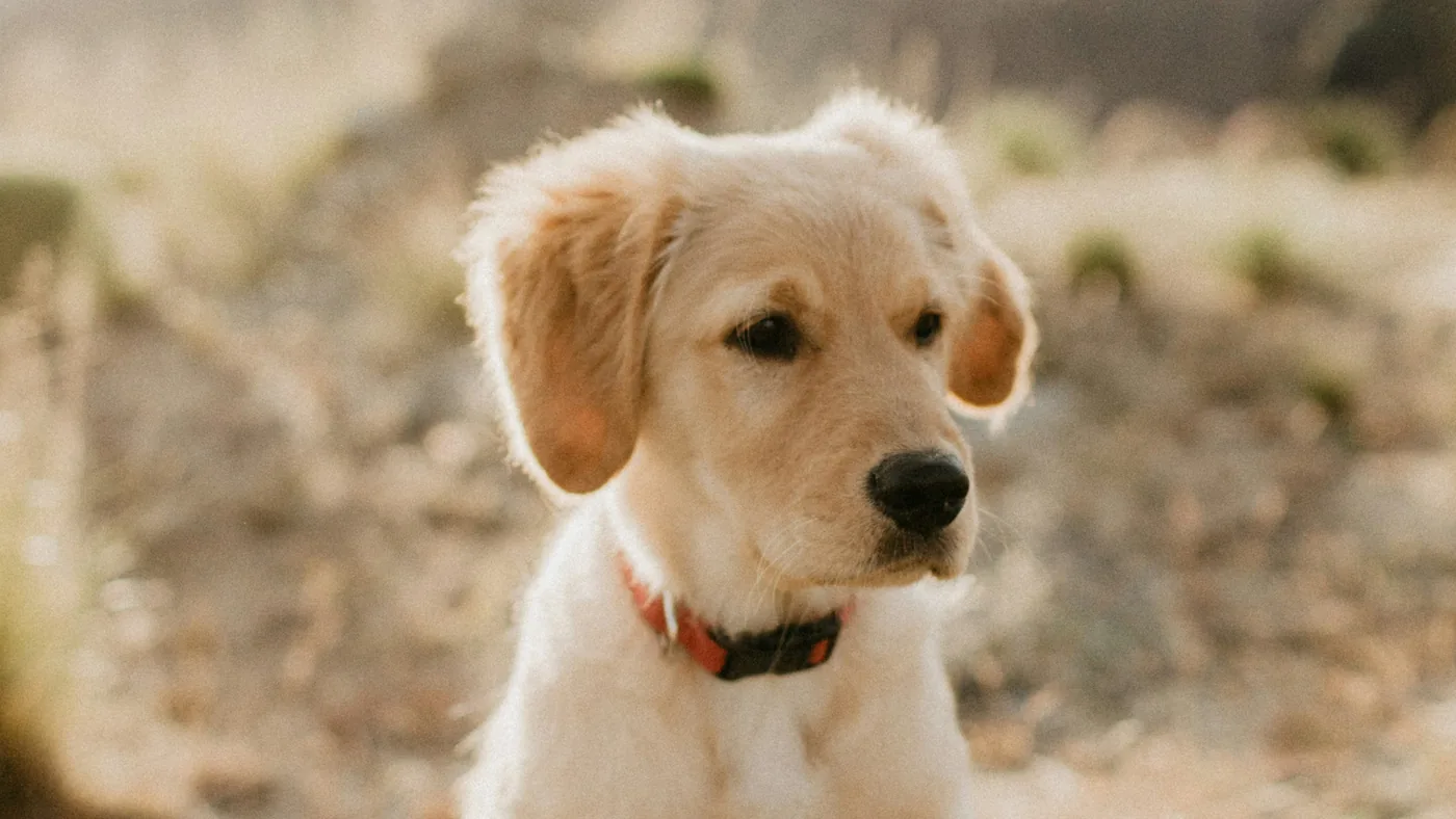 Golden puppy sitting in sunshine – Early Socialization: Sounds, Surfaces and Gentle Handling