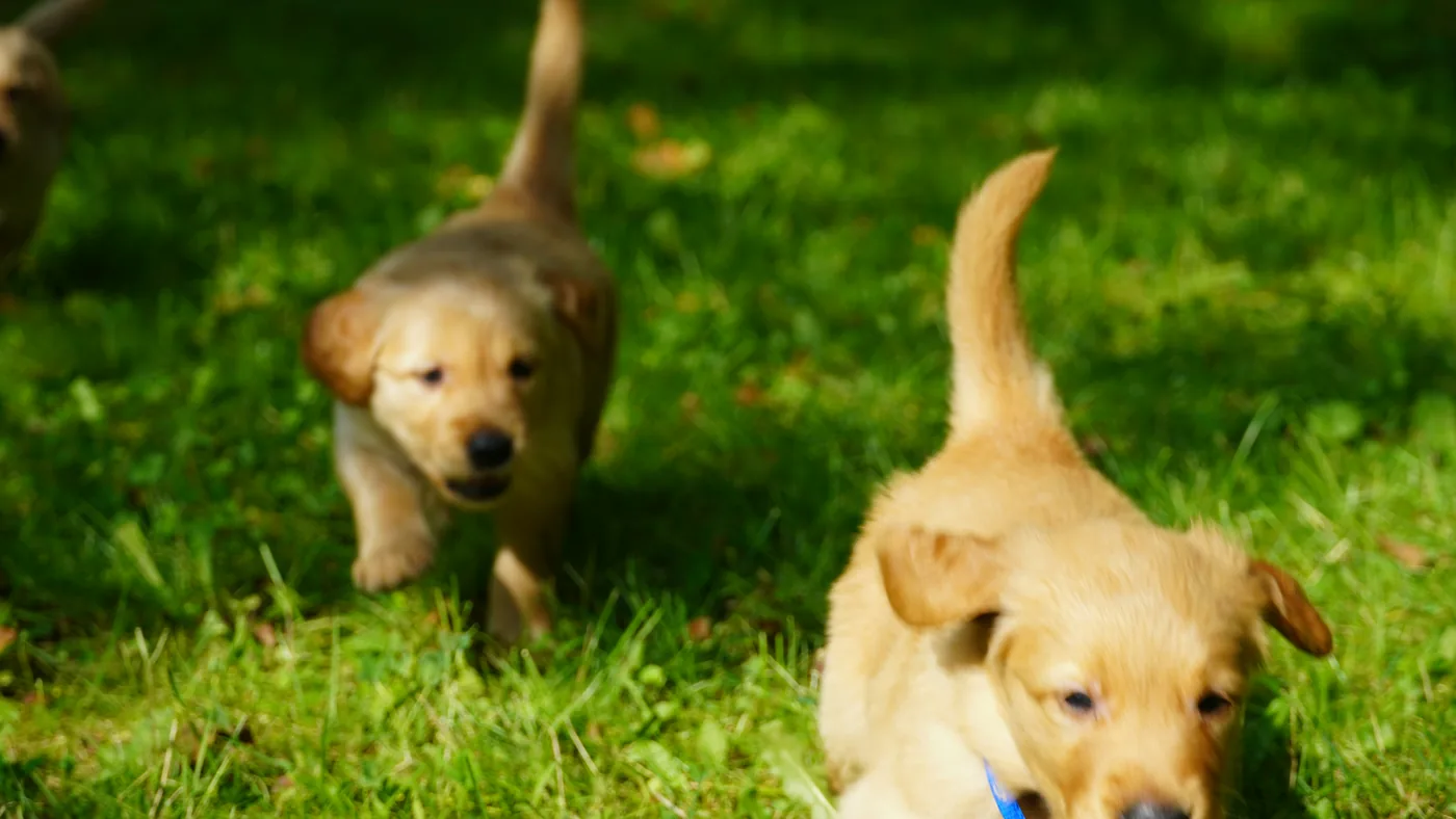 Golden puppies trotting outdoors – family raised puppies Utah