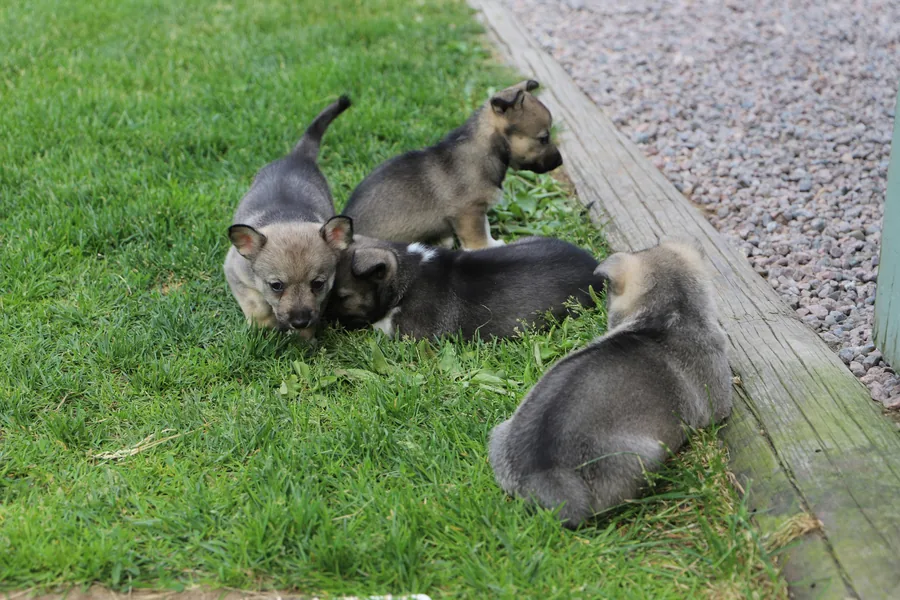 Grey puppies playing by fence – Sage Puppies, South Jordan, Utah