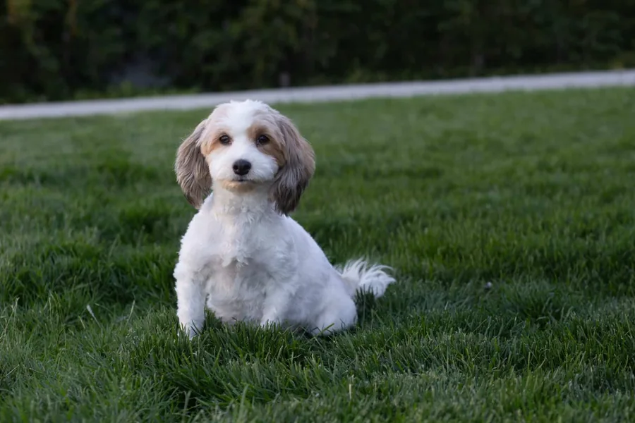 Havanese mother dog on lawn – Sage Puppies, South Jordan, Utah