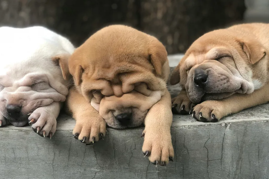 Wrinkly puppies resting on ledge – Sage Puppies, South Jordan, Utah