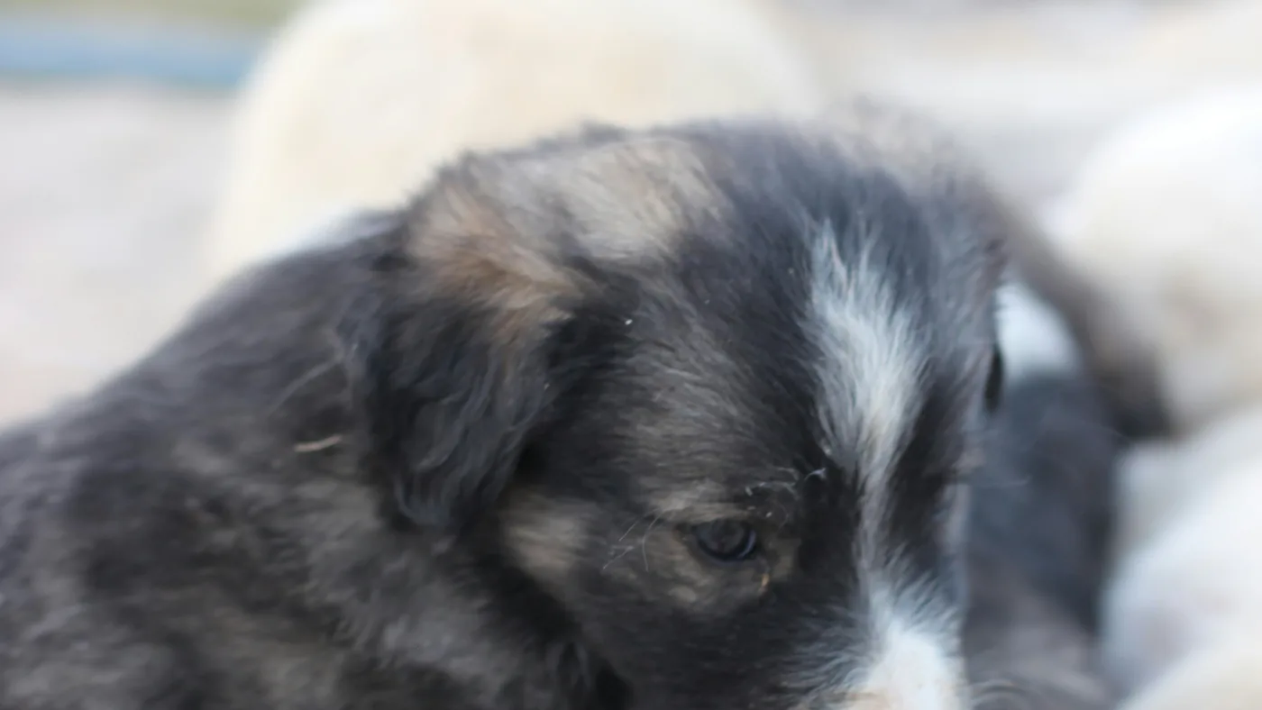 Black and white puppy resting – The First Week at Home With a Family-Raised Puppy