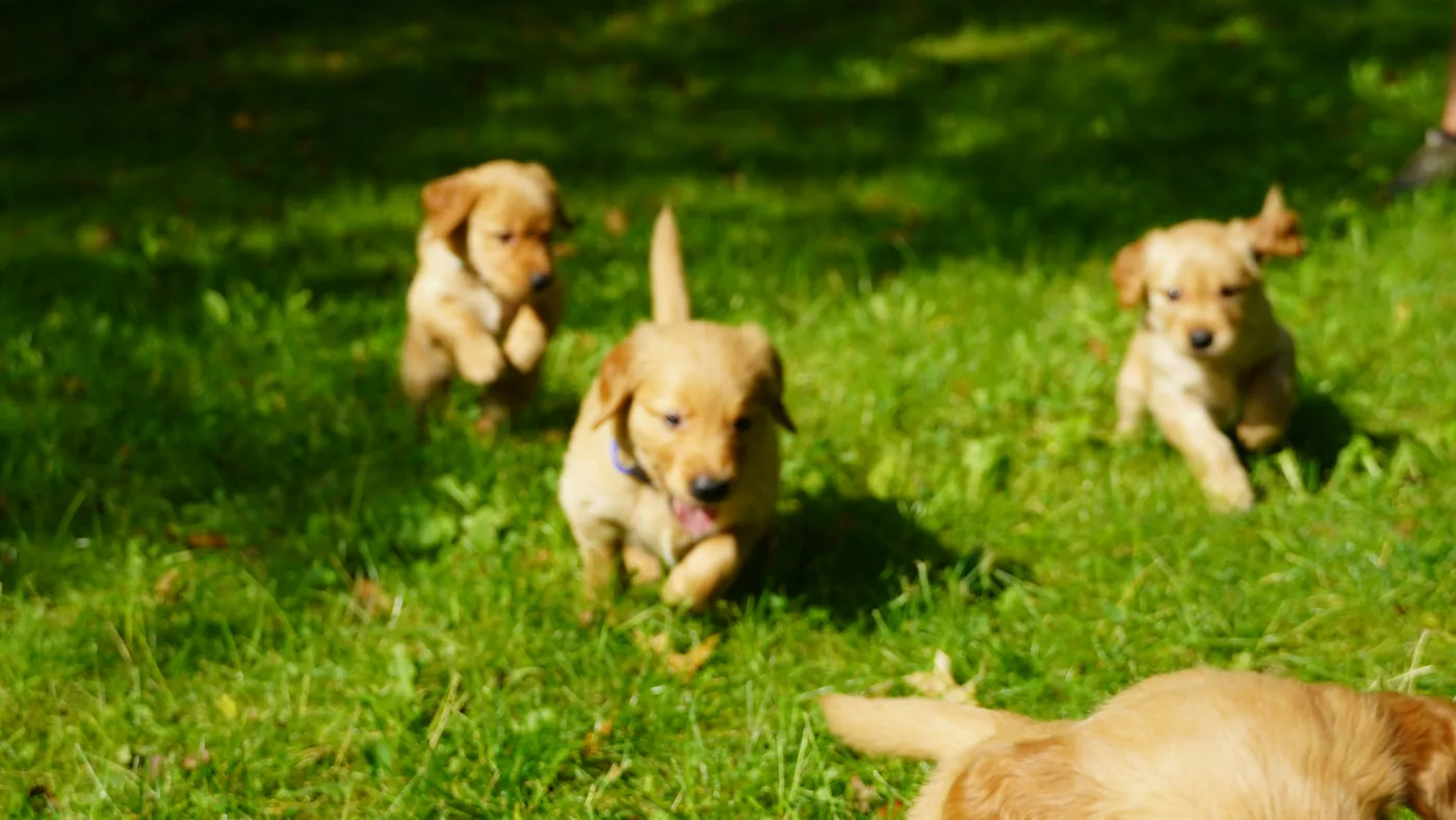 Puppies running across the yard – What Home Raising Teaches a Puppy Before Go-Home Day